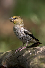 Appelvink, Hawfinch, Coccothraustes coccothraustes