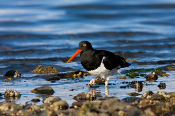 Magelhaenscholekster, Magellanic Oystercatcher, Haematopus leucopodus