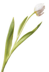 Fototapeta premium Wwhite tulips isolated on transparent background.