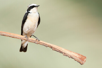 Vitatta Bonte Tapuit, Vittata Pied Wheatear, Oenanthe pleschanka vittata