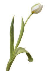 Wwhite tulips isolated on transparent background.