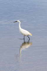 The white heron, of the order of the waders, is the majestic bird of our ponds and streams easily recognizable by its way of hunting with its slow gait and its powerful beak ready to catch its prey.