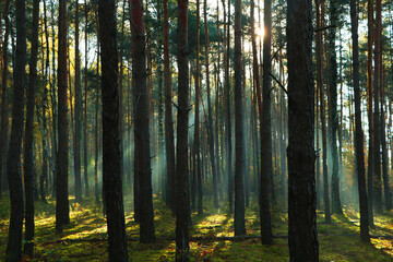 Obraz premium Majestic view of forest with sunbeams shining through trees in morning