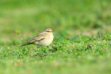 Duinpieper, Tawny Pipit, Anthus campestris