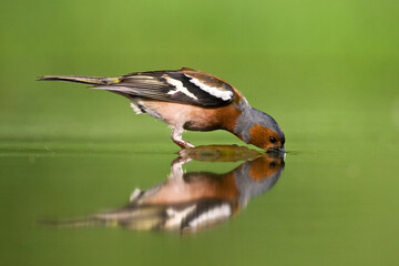 Vink, Common Chaffinch, Fringilla coelebs