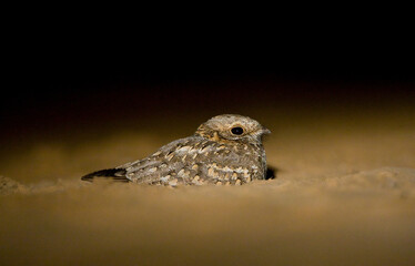 Nubische Nachtzwaluw, Nubian Nightjar, Caprimulgus nubicus tamaricis