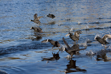 Meerkoet, Eurasian Coot, Fulica atra