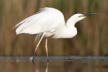 Grote Zilverreiger, Western Great Egret, Ardea alba alba