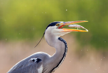 Blauwe Reiger, Grey Heron, Ardea cinerea