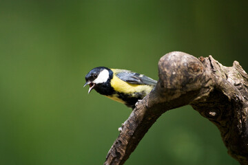 Koolmees, Great Tit, Parus major