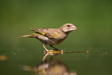 Groenling, European Greenfinch, Chloris chloris