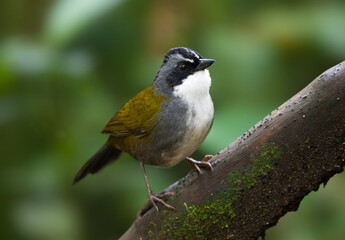 Grijsbrauwstruikgors, Grey-browed Brush-Finch, Arremon assimilis
