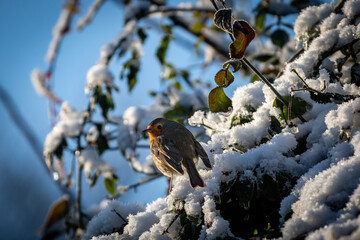 A European Robin Perched on a Snow Covered Tree in December
