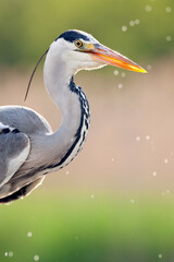 Blauwe Reiger, Grey Heron, Ardea cinerea