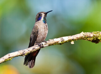 Bruine Violetoorkolibrie, Brown Violetear, Colibri delphinae