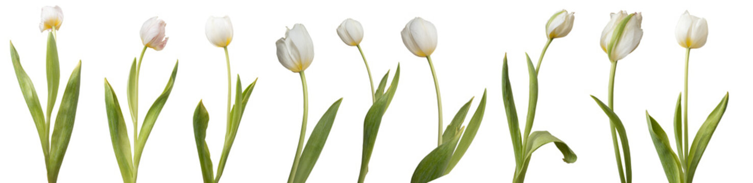 Collection of white tulips isolated on white background.