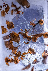 Golden apples and leaves frozen in ice. Ice-hole or window above deep water