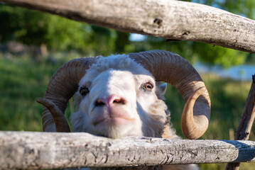 Close-up of ram with big horns in a pen. Åland Islands, Finland