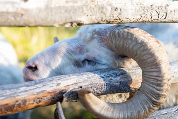 Close-up of ram with big horns in a pen. Åland Islands, Finland