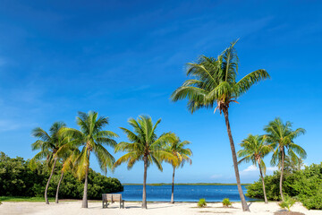 Fototapeta na wymiar Sunny beach with coco palms and tropical sea in Key Largo beach, Florida. 