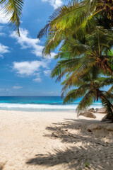 Beautiful beach with palm trees and tropical Caribbean sea in Jamaica island. 