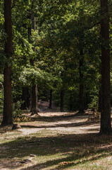 Mixed forest and footpath in the thicket in the summer on a sunny day.