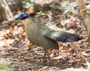 Grote Coua, Giant Coua, Coua gigas