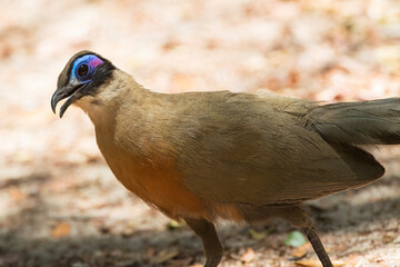 Grote Coua, Giant Coua, Coua gigas