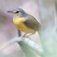 Apperts Tetraka, Appert's Greenbul, Xanthomixis apperti