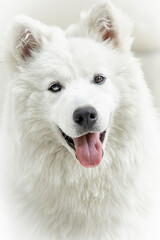 alaskan malamute dog