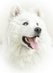 Obraz premium white dog portrait