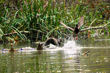 Mallard duck flying