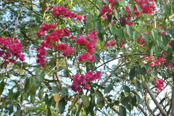 red and white flowers