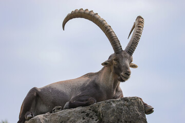 Alpine ibex on a rock