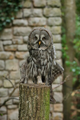 Great grey owl
