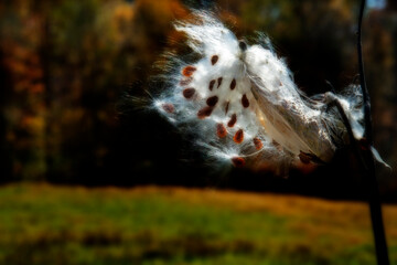 Seeds getting ready to take off