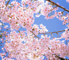 Beautiful cherry blossom sakura in spring time over blue sky.