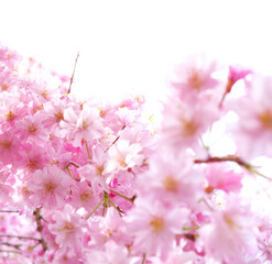 Cherry blossom, sakura flowers isolated on white background