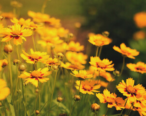 Spring background with beautiful yellow flowers