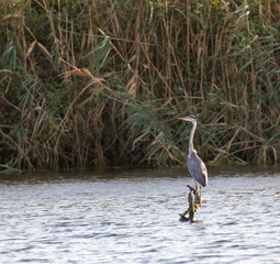 View of a grey heron in Sardinia