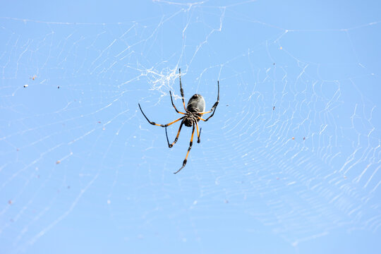 View of a big spider in La Reunion