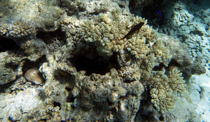 View of the coral reef