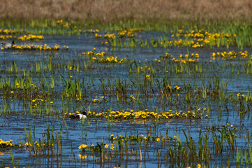 Bergeend, Common Shelduck, Tadorna tadorna