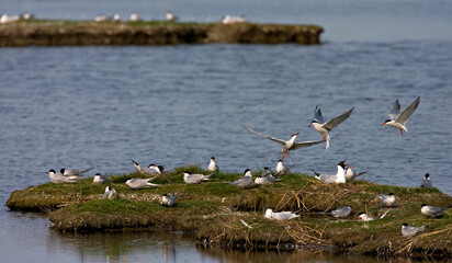 Visdief, Common Tern, Sterna hirundo