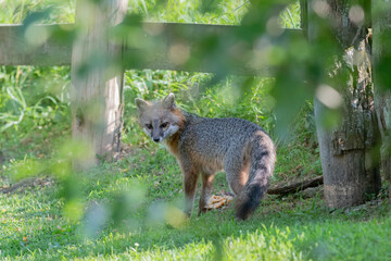 Grey fox along fence