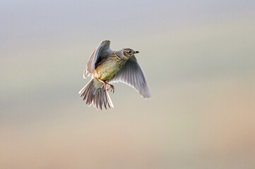 Eurasian Skylark, Veldleeuwerik, Alauda arvensis