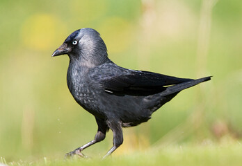 Common Jackdaw, Kauw, Corvus monedula spermologus