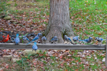 Blue Jays on fence rail all lined up