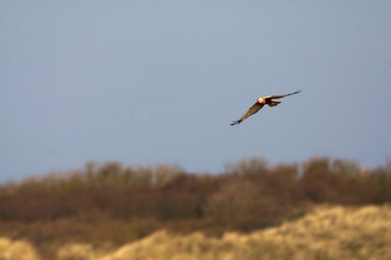 Bruine Kiekendief; Marsh Harrier; Circus aeruginosus