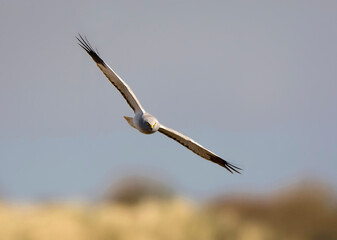Blauwe Kiekendief, Hen Harrier, Circus cyaneus